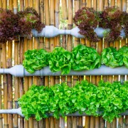 As hortas orgânicas são ótima opção para alimentos mais frescos