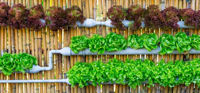As hortas orgânicas são ótima opção para alimentos mais frescos