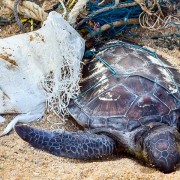 Lixo flutuante nos oceanos mata milhões de espécies a cada ano