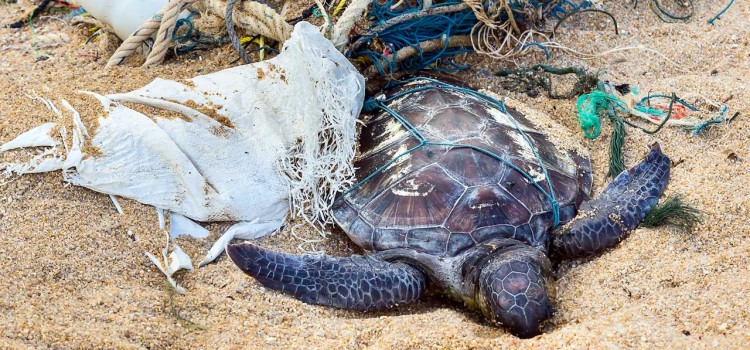 Lixo flutuante nos oceanos mata milhões de espécies a cada ano